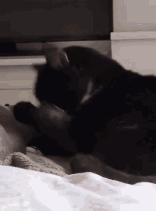 baz cat tuxedo kitty black cat