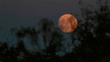 a full moon is rising over a forest at night .