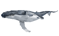 a humpback whale is shown on a white background with the website zootopia.deviantart.com visible