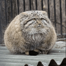a very fluffy cat sitting on a roof