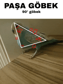 a parrot is sitting on a wooden table and has a triangle drawn around it