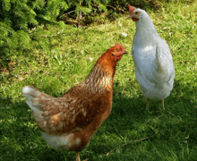 a brown and white chicken standing next to a white chicken