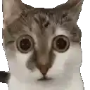 a close up of a cat 's face with big eyes .