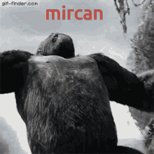 Mircan Emircan GIF - Mircan Emircan GIFs