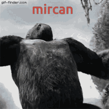 GIF