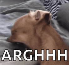 a dog is laying on a bed with the words arghhh written on the bottom
