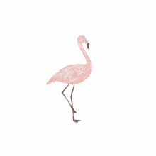 Fancy Mingo GIF - Fancy Mingo Flamingo GIFs