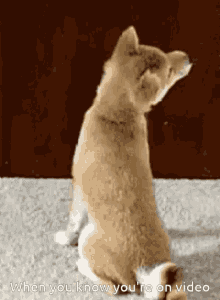 Dogs Funny GIF