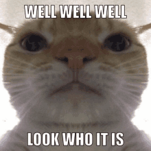 Well Cat GIF - Well Cat GIFs
