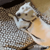 Sniffing The Hand Staffordshire Bull Terrier GIF - Sniffing The Hand Staffordshire Bull Terrier Viralhog GIFs