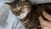 a close up of a cat laying on a bed with a person petting it .