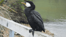 What Funny Bird GIF - What Funny Bird GIFs