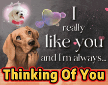 a thinking of you card with a dog and the words i really like you and i 'm always