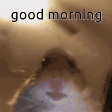 Good Morning Hamster GIF - Good Morning Hamster GIFs