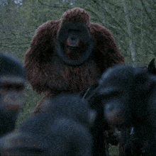 Planet Of The Apes Maurice GIF