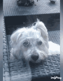 Pucci Sweet Dog GIF - Pucci Sweet Dog Cute Dog GIFs
