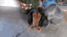 Scared Puppy Eyes GIF - Scared Puppy Eyes Uh Oh GIFs