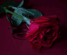Red Rose Rain GIF - Red Rose Rain GIFs