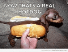 a dachshund is dressed up as a hot dog