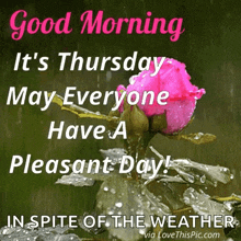 Good Morning Thursday GIF - Good Morning Thursday Have A Nice Day GIFs