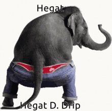 hegat elephant