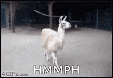 Animals Llama GIF - Animals Llama Nope GIFs