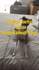 Weekend Jump GIF - Weekend Jump Dog GIFs