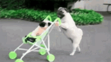 Pug Stroller GIF - Pug Stroller Cute Pug GIFs