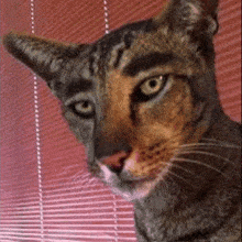 Scary Cats GIF - Scary Cats Scarecat GIFs