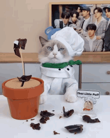 puff angry that little puff chef cat that little puff angry chef cat angry