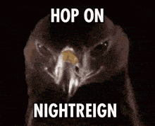 a close up of a hawk 's head with the words `` hop on nightreign '' written on it .