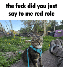 a cat wearing a blue harness is sitting next to a person 's feet with the caption the fuck did you just say to me