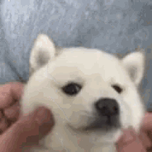Dog Cute GIF