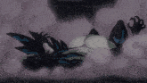 a close up of a person 's feet with a purple background and a blurred image of their feet .