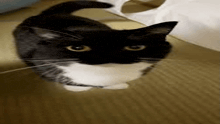 a black and white cat is standing on the floor looking up at the camera .