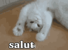 GIF