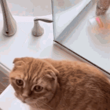 Orange Cat Cute Cat GIF - Orange Cat Cute Cat Cat GIFs