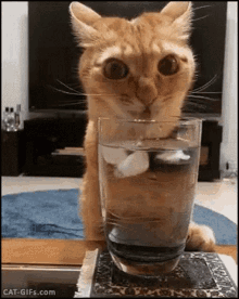 Water Cat GIF - Water Cat Cat Drinking Water GIFs