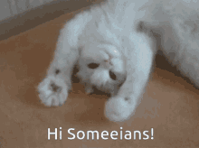 a white cat laying on its back with the words hi someeians written above it