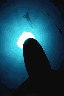 Shark Underwater GIF