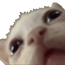 a close up of a cat 's face with its mouth open looking up at the camera .