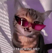 a cat wearing pink sunglasses with the words u tracking me below it