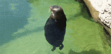 You Spin Me Right Round Seal GIF - You Spin Me Right Round Seal Oh Yeah GIFs