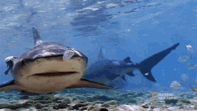 Jaws How To Identify A Bull Shark GIF