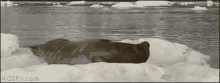 Lazy Seal GIF - Lazy Seal Awkward GIFs