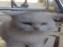 Scaredey Cat Meow GIF - Scaredey Cat Meow Cats GIFs
