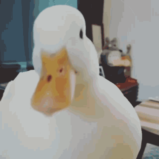 Duck Funny Pets GIF - Duck Funny Pets Pet Fun - Discover & Share GIFs