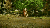 a dinosaur is standing in the middle of a rocky area