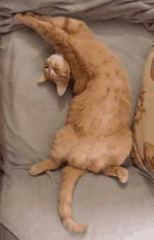 Cat Relaxation GIF