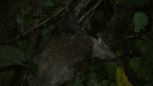 a squirrel is laying in the leaves of a tree in the dark .